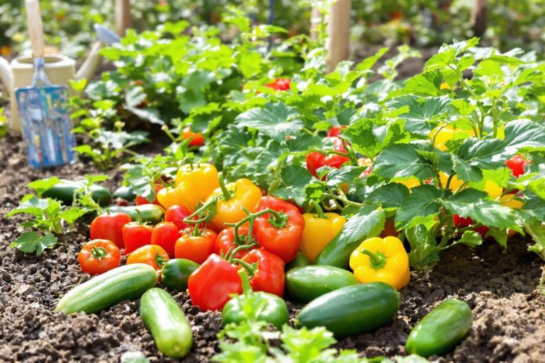 Cet été, vos légumes vont enfin retrouver du goût ! Les gestes essentiels à adopter.jpg